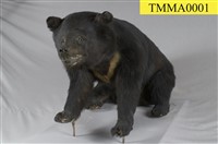 臺灣黑熊藏品圖，第12張
